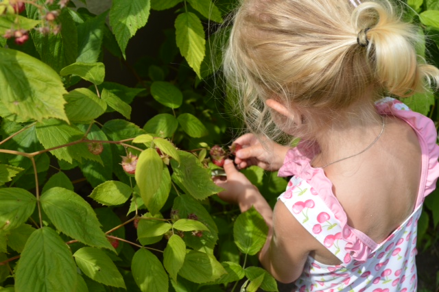 Himbeeren pflücken